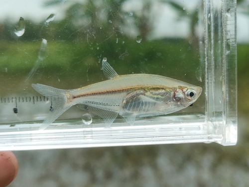 Parachela hypophthalmus · iNaturalist