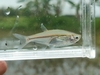 Parachela hypophthalmus - Photo (c) Ahsan al hidayat, some rights reserved (CC BY-NC), uploaded by Ahsan al hidayat
