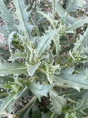 Mentzelia involucrata