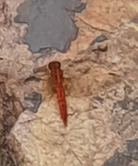 Crocothemis