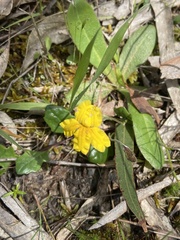 Goodenia lanata