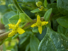 Tetragonia implexicoma