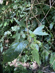 Mussaenda parviflora