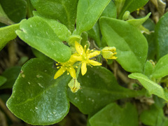 Tetragonia implexicoma