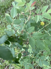 Rosa rubiginosa