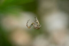 Diaea ambara