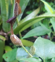 Aristolochia