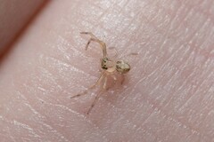 Diaea ambara