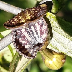 Aristolochia