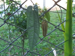 Aristolochia