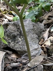 Amorphophallus