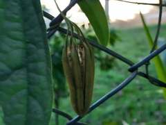 Aristolochia