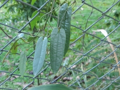 Aristolochia