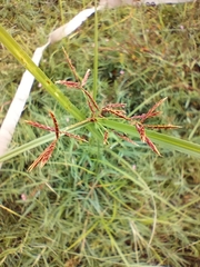 Cyperus haspan