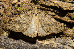 Pseudocoremia rudisata ampla