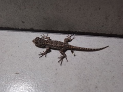 Sceloporus grammicus