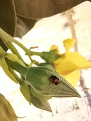 Brachiacantha ursina