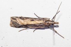 Scoparia exilis