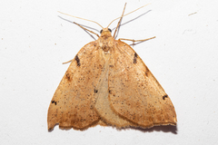 Sestra humeraria