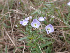 Veronica gracilis