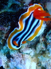Chromodoris magnifica