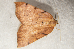 Sestra humeraria