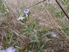 Veronica gracilis