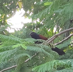 Centropus sinensis