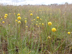 Pycnosorus chrysanthus
