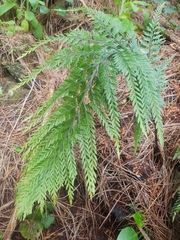 Asplenium