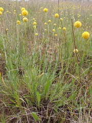 Pycnosorus chrysanthus