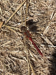 Sympetrum pallipes