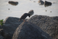 Acridotheres cristatellus