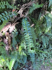 Asplenium gueinzianum