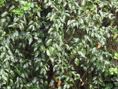 Passiflora tetrandra