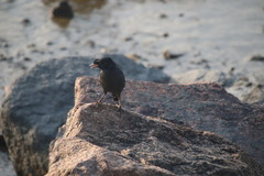 Acridotheres cristatellus