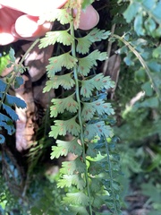 Asplenium gueinzianum