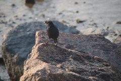Acridotheres cristatellus