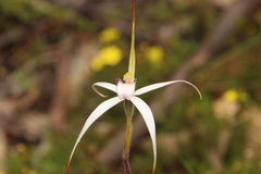 Caladenia rigida