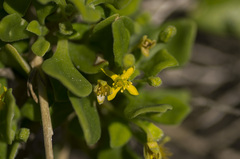 Tetragonia implexicoma