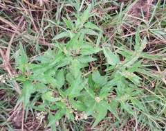 Croton bonplandianus