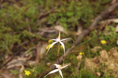 Caladenia rigida