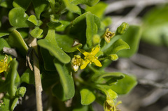 Tetragonia implexicoma