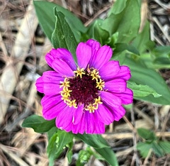 Zinnia