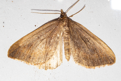 Xanthorhoe occulta