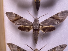 Manduca lefeburii