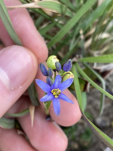 Image of Dianella congesta by (c) Thomas Mesaglio, some rights reserved (CC BY)