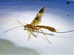Megarhyssa greenei