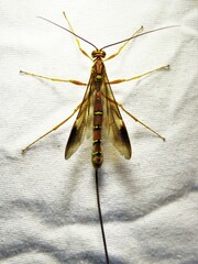 Megarhyssa greenei