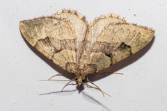 Xanthorhoe semifissata